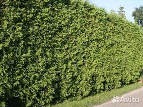 Туя Брабант 2 м