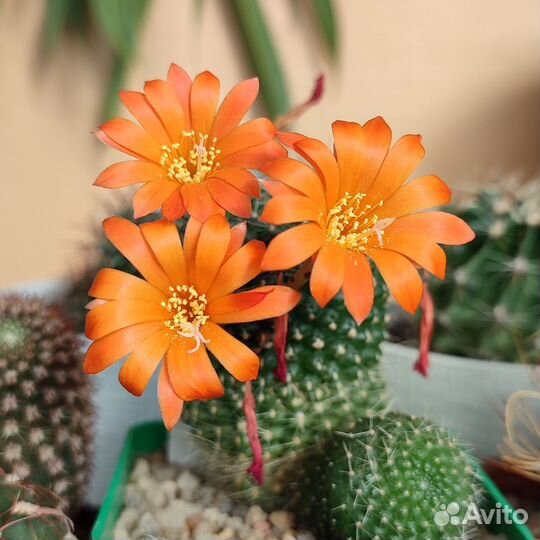 Кактус Rebutia marsoneri, Rebutia pulvinosa семена