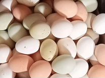 Яйца домашних кур,инкубационное куриное, утиное