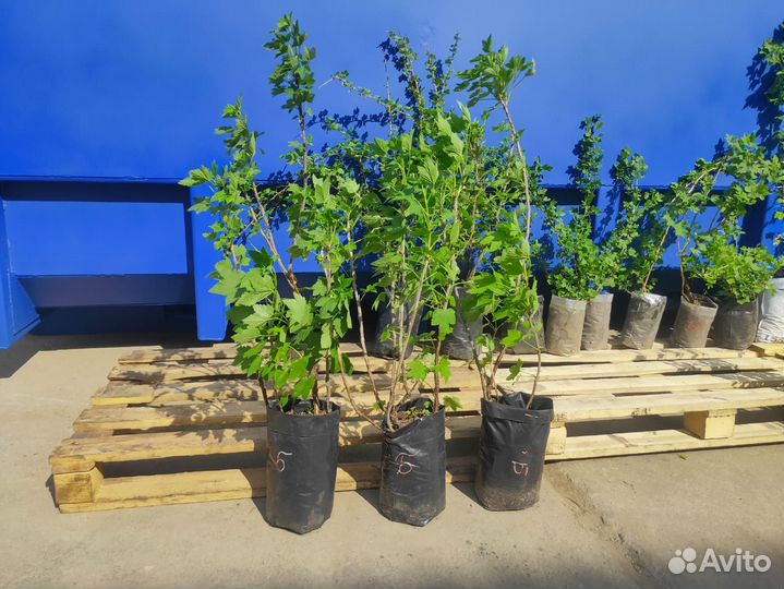 Саженцы груши и яблони