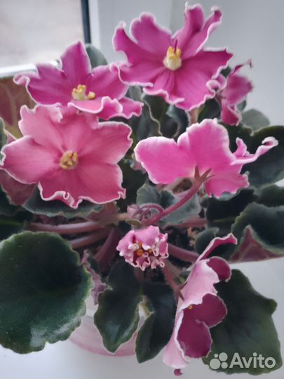 Фиалки махровые