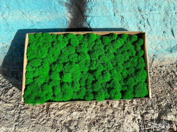 Стабилизированный мох