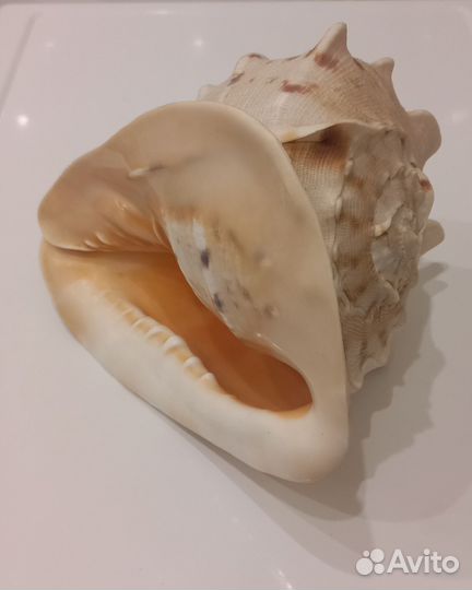 Большая морская раковина