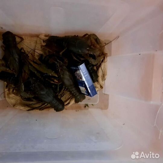 Живые раки, свежий улов всегда в наличии