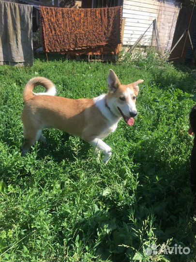 Привязали и ушли.собака в дар в добрые руки