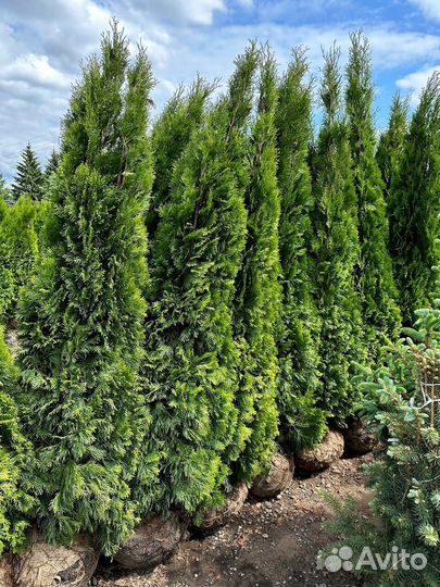 Туя смарагд 160-180 см