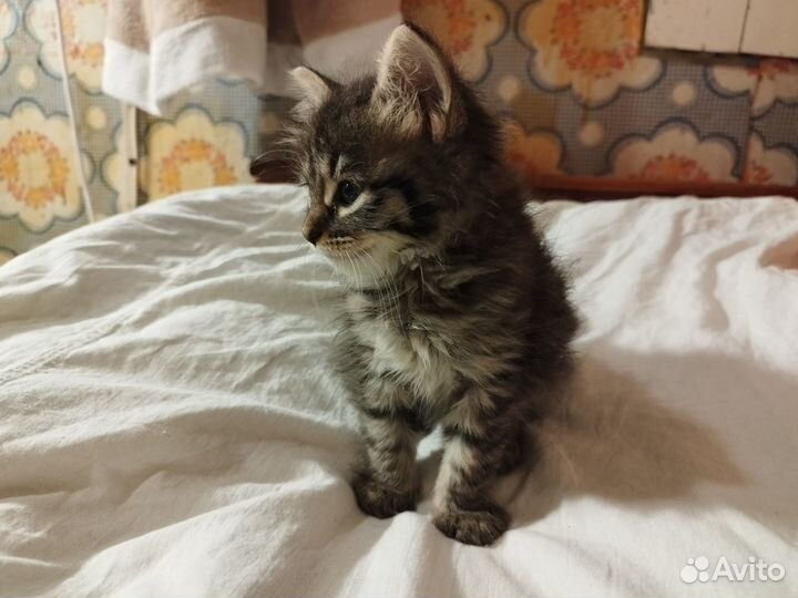 Активная киса