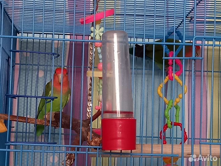 Неразлучники с клеткой