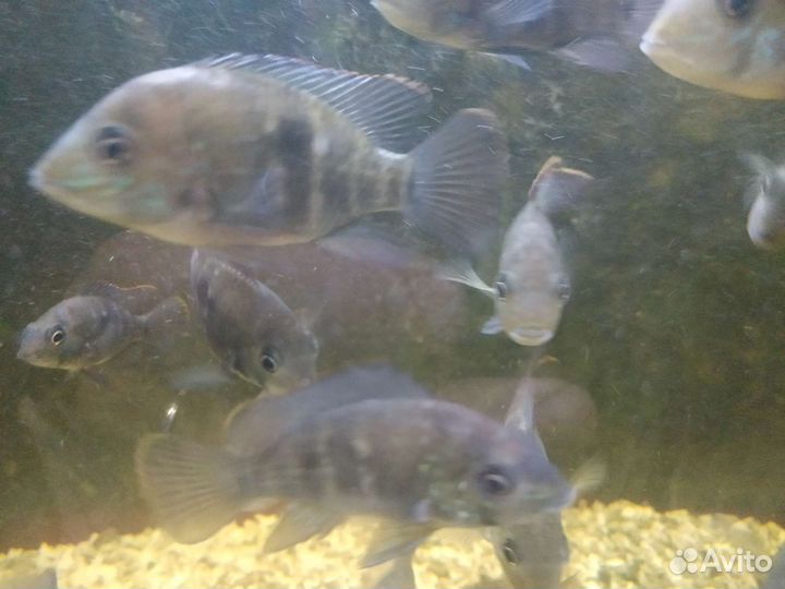 Акара Бирюзовая (подростки)