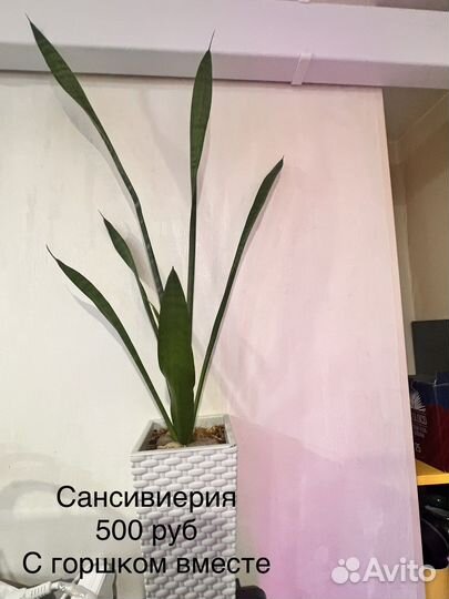 Суккуленты