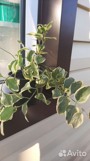 Барвинок вариегата