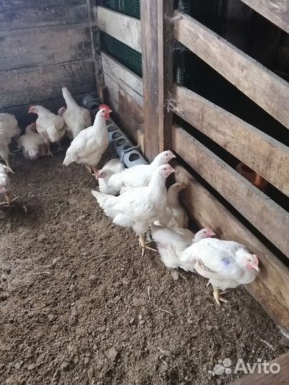 Принимаю заказы на мясо бройлера