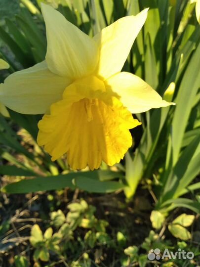 Цветы люпины,нарцыссы, ромашки