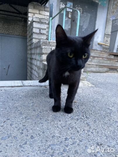 Кошка в дар бесплатно