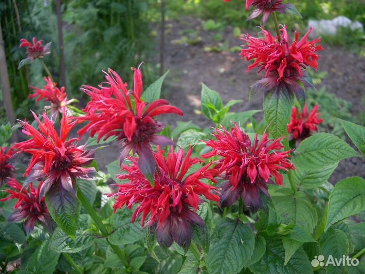 Мята, монарда