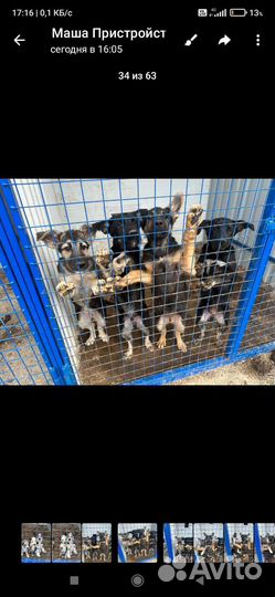 Щенки метисы от овчарки