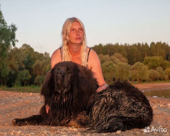 Тибетский мастиф вязка