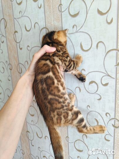 Бенгальская девочка, бенгалы