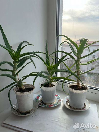 Алоэ трехлетний лечебный