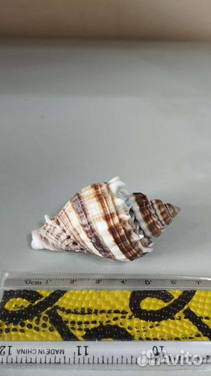 Морская раковина