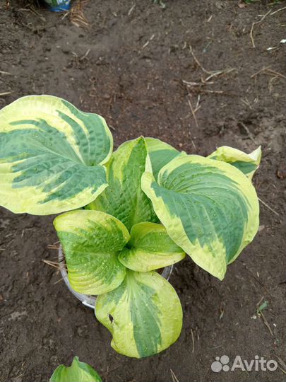 Хоста растение, гейхера