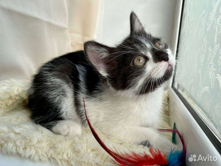 Котенок в добрые руки