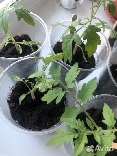 Рассада помидор черри(для подоконника)