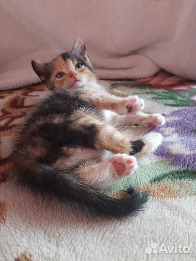 Милые котята ищут дом