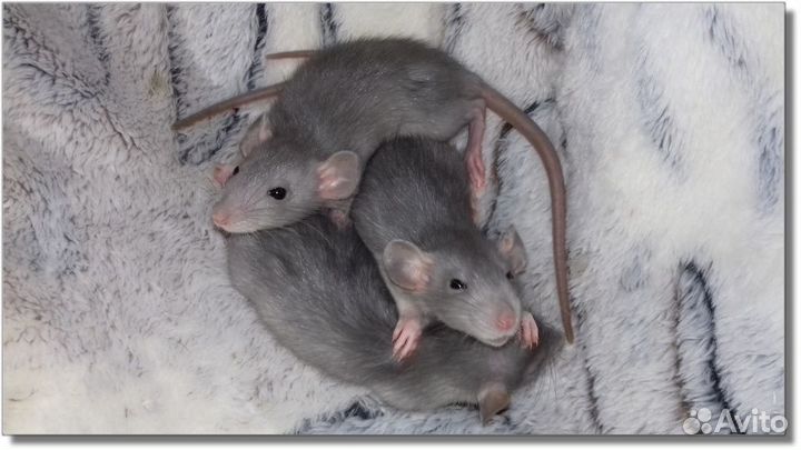 Крысята Дамбо норковые. Крысы голубого окраса пито