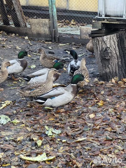 Дикая утка кряква