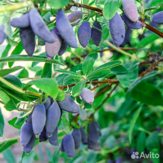 Жимолость Блю Банана, саженцы зкс, Сады Урала