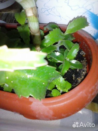 Каланхоэ лечебное молодое