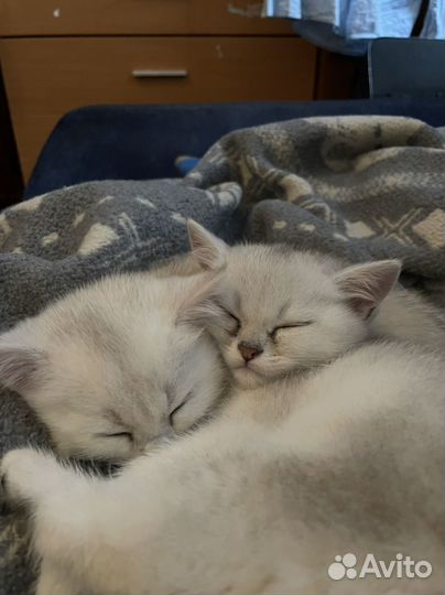 Британская шиншилла