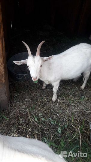 Козы, 2 козы и 1 козел, козочка доится