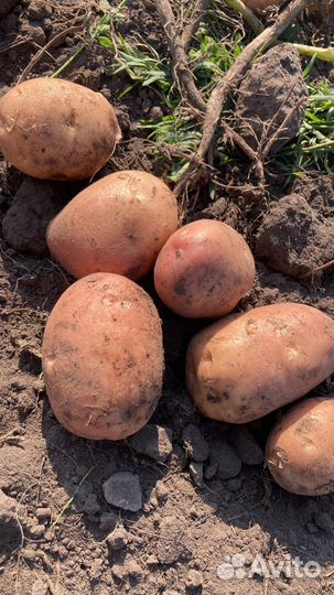 Картофель урожай 2023 доставка