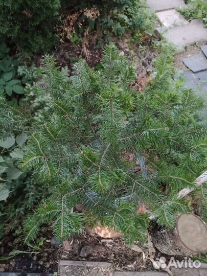 Пихта сибирская