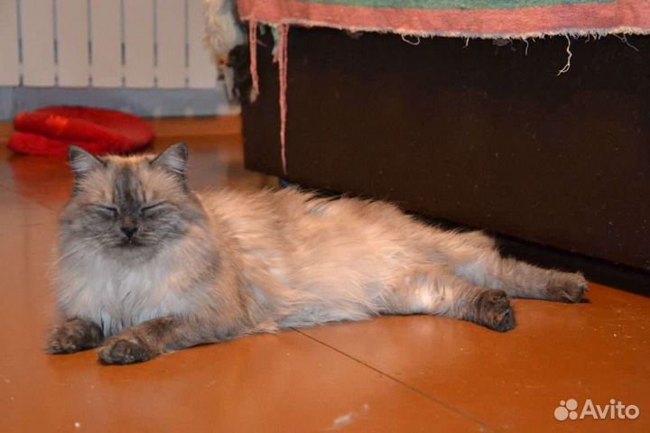 Сеймур ищет дом