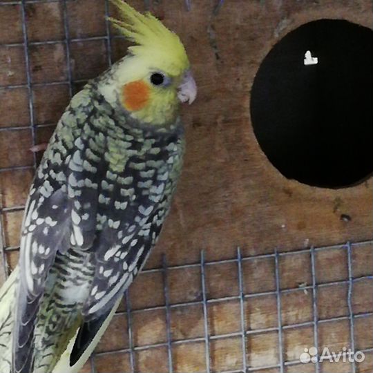 Птенцы кореллы