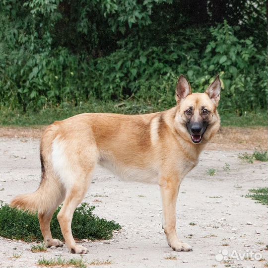 Собака-компаньон Лада в добрые руки