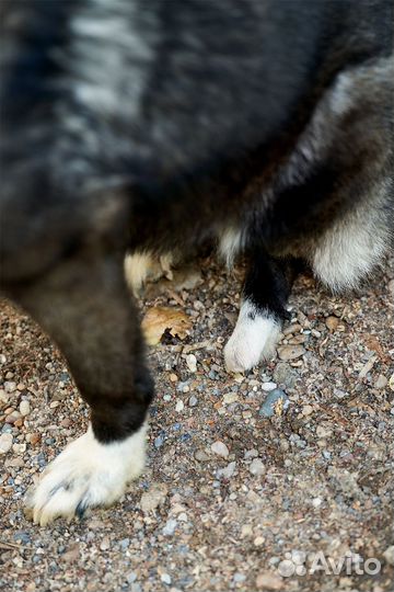 Собака лайка