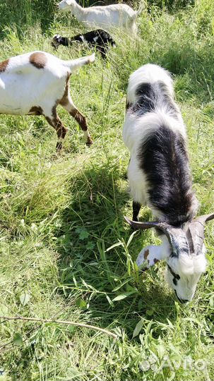 Вязка козла