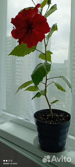 Гибискус китайская роза