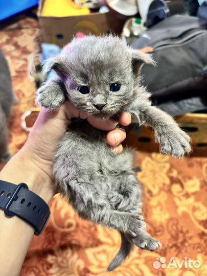 Шотландская вислоухая