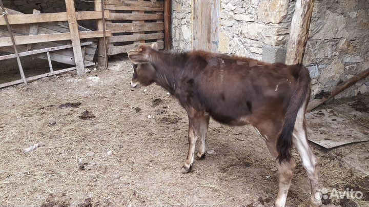 Телки телята