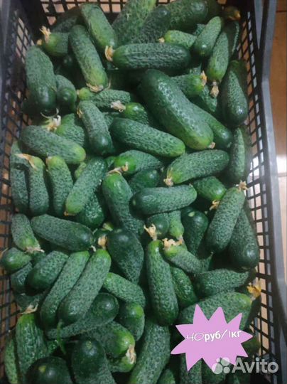 Огурцы