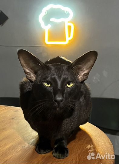 Ориентальный кот вязка