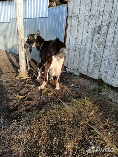 Козы козлята