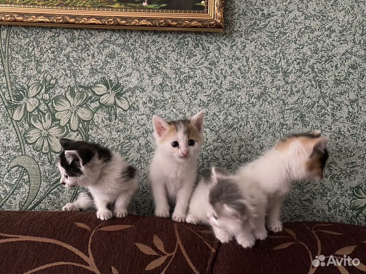 Котята в добрые руки