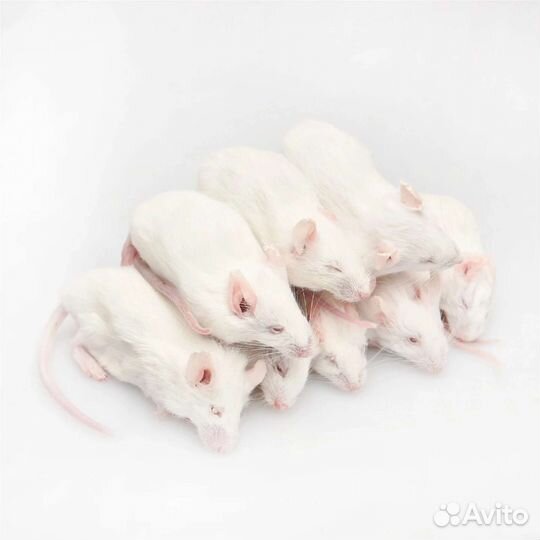 Мыши, крысы. Кормовые грызуны