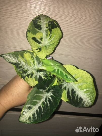 Сингониумы сортовые